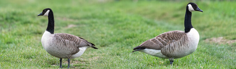 Naklejka na ściany i meble a pair of Canada Goose branta canadensis on a green meadow in springtime