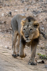 Male Lion Gir