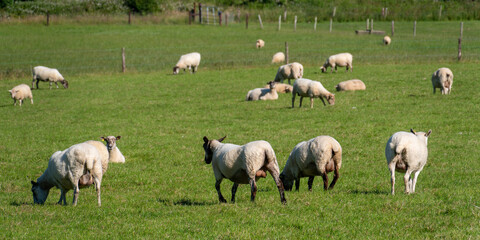 A flock of sheep on a meadow in summer. Livestock farm in Ireland. Grazing animals on the farm. Herd of sheep on green grass field