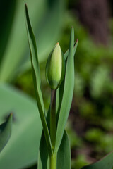 Obraz premium tulips in the garden