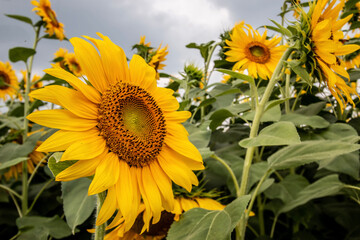 field of sunflowers