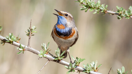 robin perched on a branch