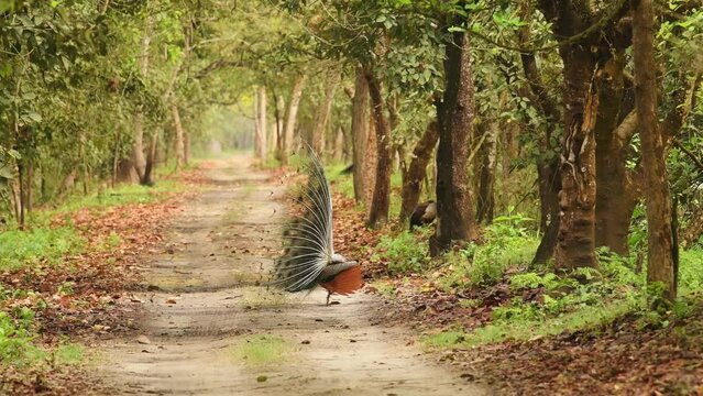 Indian peafowl or Pavo cristatus or male peacock display his wings open dancing with full colorful wingspan to attracts female in natural green Terai Arc Landscape forest pilibhit national park india