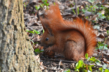 Naklejka na ściany i meble Wild redhead squirrel sits under an old tree and eats a nut. Closeup photo outdoors.