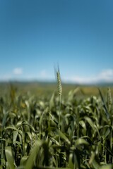 Selective focus of wheat in the field on a sunny day