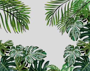 fresh green palm leaves and monster leaves Summer leaves with cream background