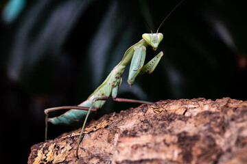 Marbica polyspilot mantis. Mantis sitting in a terrarium.