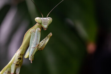 Marbica polyspilot mantis. Mantis sitting in a terrarium.