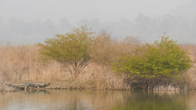Gharial or Gavialis gangeticus wide shot in natural scenic habitat basking in sun in cold winters ramganga river shore at dhikala zone of jim corbett national park or forest reserve uttarakhand india