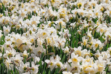 Fototapeta premium Spring flowers, narcissus (daffodils) blooming in a garden