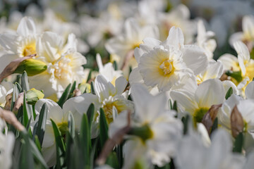 Spring flowers, narcissus (daffodils) blooming in a garden