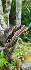 Owl butterfly perched on a tree branch in a forest