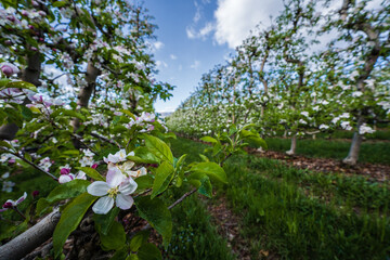 Beautifully blooming apple trees in orchards in South Tyrol, Italy