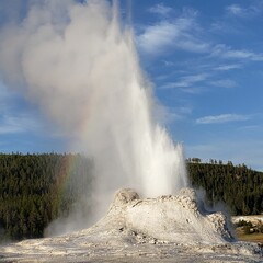 Geyser in background of dense trees