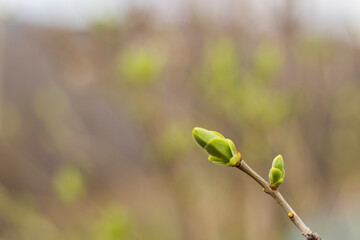 Spring time in nature