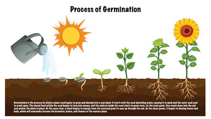 Process of Germination Diagram for Science Education