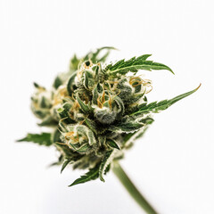 Cannabis in Focus: A Striking Close-Up of a Sativa Bud on a Clean White Background