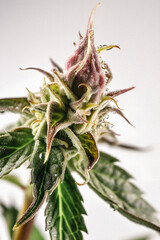 Obraz premium Cannabis in Focus: A Striking Close-Up of a Sativa Bud on a Clean White Background