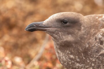 Closeup shot of a western gull chick on the blurry background