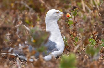 Closeup shot of a western gull in the garden on a sunny day