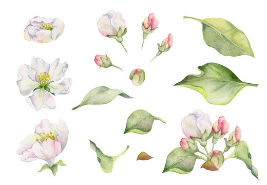 Hand drawn watercolor composition with apple blossom on branches, green leaves, white and pink flowers. Isolated object on white background. Design for wall art, wedding, print, fabric, cover, card.