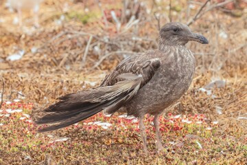 Closeup shot of a young western gull with a wing defected