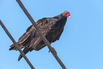 Closeup shot of a turkey vulture perched on the electrical wire
