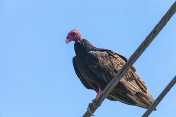 Closeup shot of a turkey vulture perched on the electrical wire