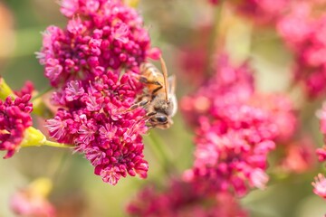 Closeup shot of a small honeybee on the pink flower