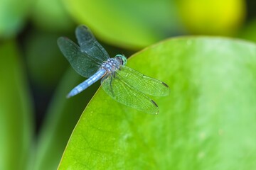 Macro shot of a Male blue dasher (Pachydiplax longipennis) on green leaf