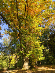 group of old northern red oak trees with colorful autumn foliage
