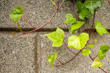 壁面のつるの葉