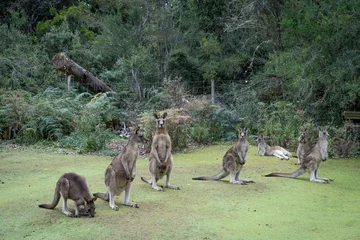  kangaroo in the zoo © inna