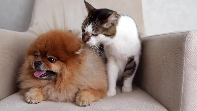 a Pomeranian and a cat sit on a chair