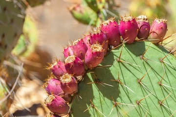 Shallow focus of Coastal prickly-pear (Opuntia littoralis) with blur background