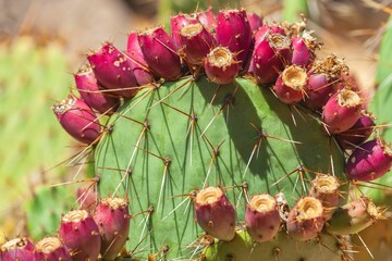 Shallow focus of Coastal prickly-pear (Opuntia littoralis) with blur background