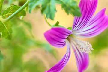 Shallow focus of a purple  Lavatera Purissima flower with blur background