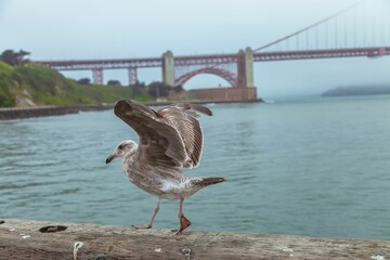 Cute Juvenile western gull (Larus occidentalis) walking by the river
