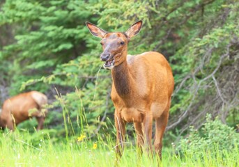 Naklejka na ściany i meble Closeup of a Female elk (Cervus canadensis) walking in the forest