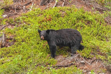 American black bear ( Ursus americanus) walking in the forest
