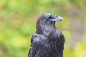 Closeup of a raven (Corvus corax principalis) on a blurred background