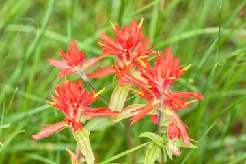 Closeup of an Indian paintbrush flower (Castilleja miniata)
