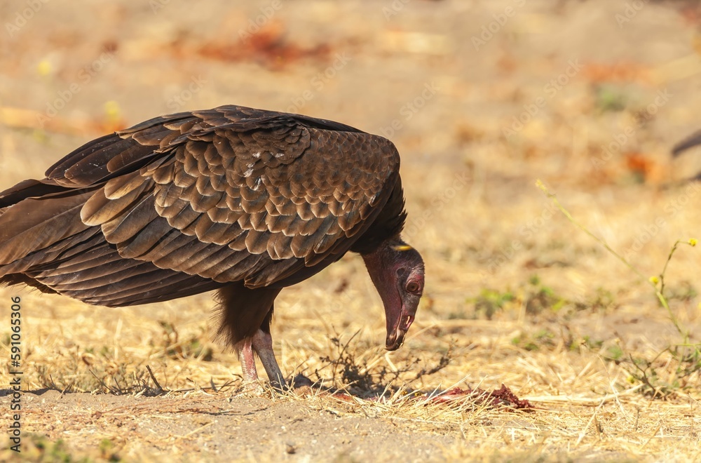 Sticker turkey vulture perched on the field and eating a prey