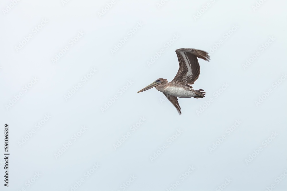 Sticker Beautiful view of the California brown pelican (Pelecanus occidentalis californicus) in flight