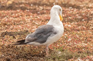 Obraz premium Close-up shot of a Preening western gull in the field