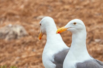 Close-up shot of two Preening western gulls in the field