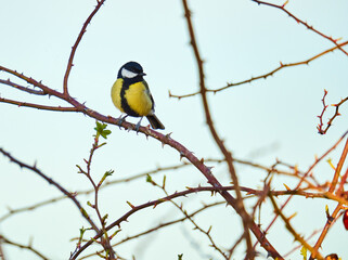 Great tit in the forest perched