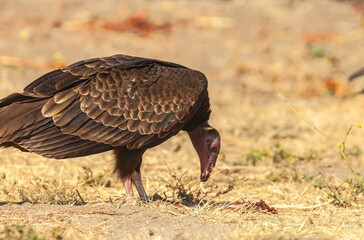Turkey vulture perched on the field and eating a prey