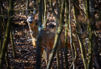Roe deer looking at the camera