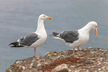 Two seagulls perched on a rock at the shore